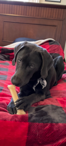 axel-dog